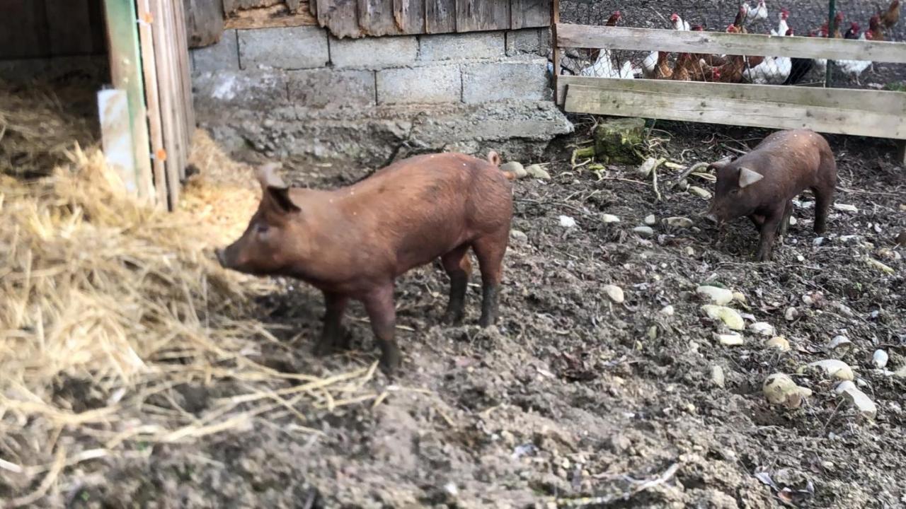 Ferienhof Weber Nieratz Wangen im Allgäu Exterior photo